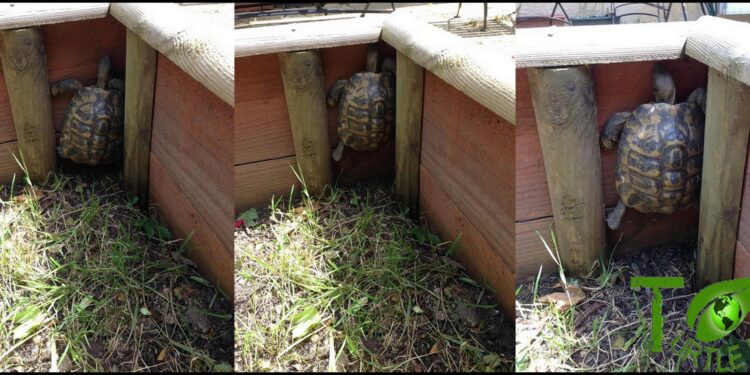 Quel abri pour une tortue ?