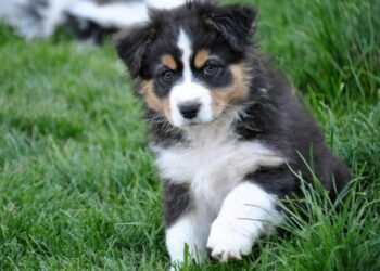 Quel accessoire pour Berger australien ?