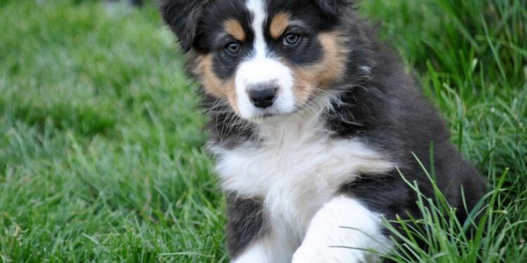 Quel accessoire pour Berger australien ?