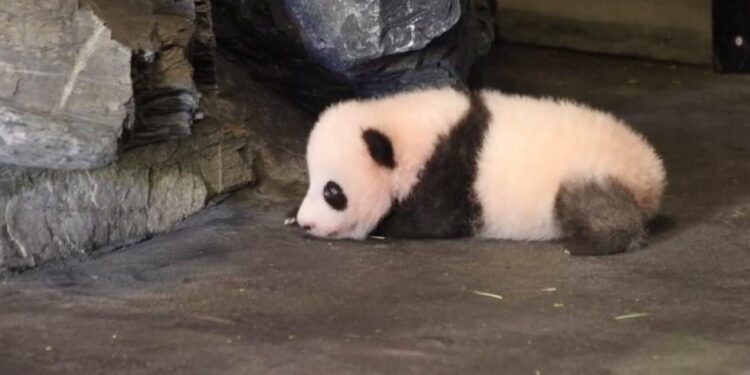 Quel âge a Huan Huan ?