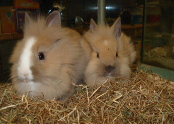 Quel âge a un lapin en animalerie ?