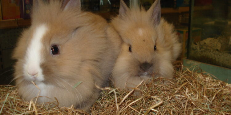 Quel âge a un lapin en animalerie ?