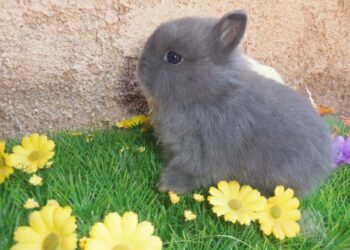 Quel âge a un lapin en animalerie ?