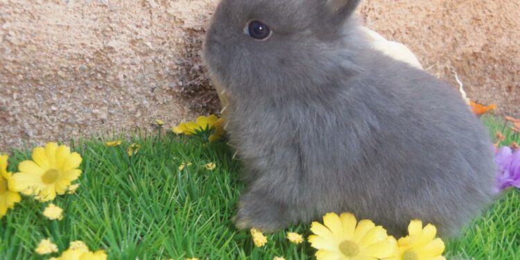 Quel âge a un lapin en animalerie ?