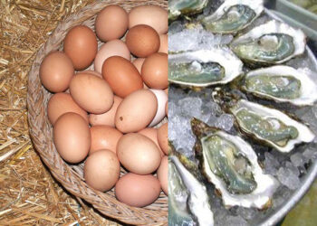 Quel âge a une huîtres quand on les manger ?