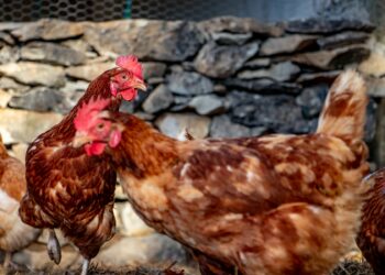 Quel âge a une poule de réforme ?