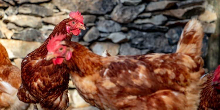 Quel âge a une poule de réforme ?