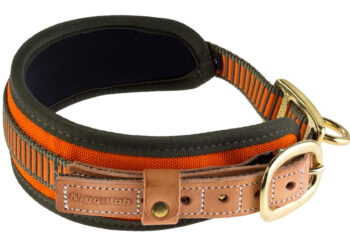 Quel âge collier electrique pour chien ?