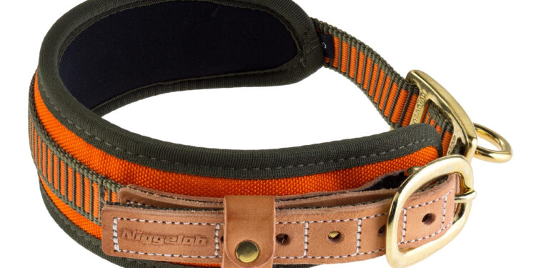 Quel âge collier electrique pour chien ?