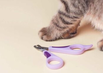 Quel âge couper les griffes d'un chaton ?