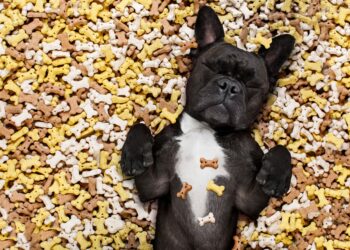 Quel âge friandise chien ?