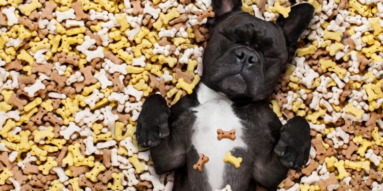 Quel âge friandise chien ?