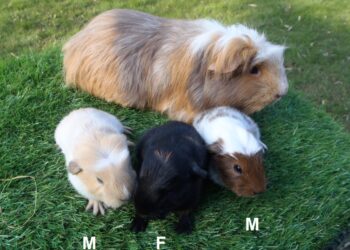 Quel âge ont les cochons d'Inde vendu en animalerie ?