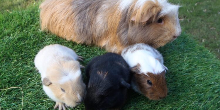 Quel âge ont les cochons d'Inde vendu en animalerie ?