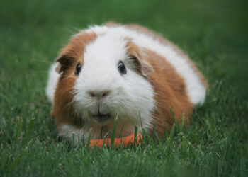 Quel âge peut vivre un cochon d'Inde ?