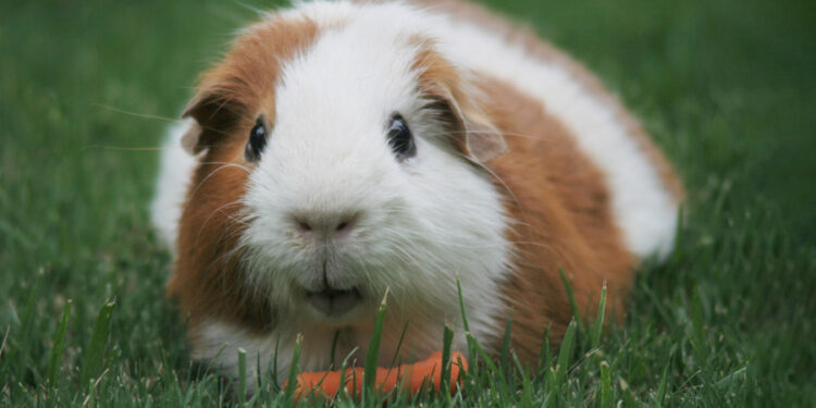 Quel âge peut vivre un cochon d'Inde ?