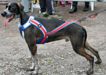 Quel âge pour le canicross ?