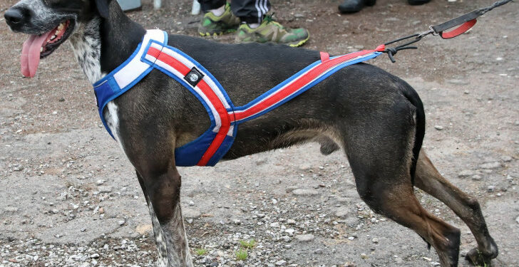 Quel âge pour le canicross ?
