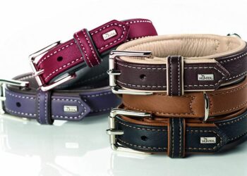 Quel âge pour le dressage d'un chien ?