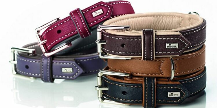 Quel âge pour le dressage d'un chien ?