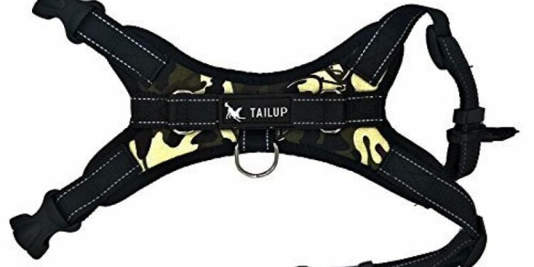 Quel âge pour mettre un harnais à un chiot ?