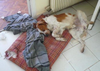 Quel âge pour un chien de 13 ans ?