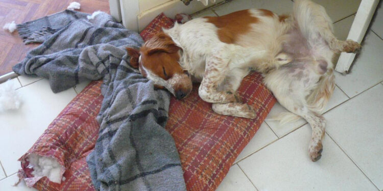 Quel âge pour un chien de 13 ans ?