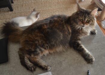 Quel âge saillie Maine Coon ?