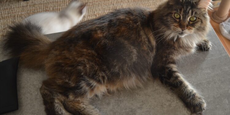 Quel âge saillie Maine Coon ?