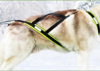 Quel âge vélo chien ?