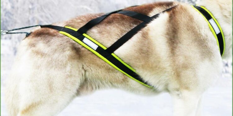 Quel âge vélo chien ?