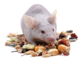 Quel aliment attire le plus les souris ?