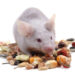 Quel aliment attire le plus les souris ?