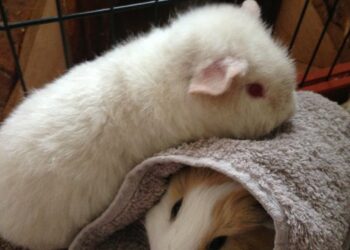 Quel aliment donner à un cochon d'Inde ?