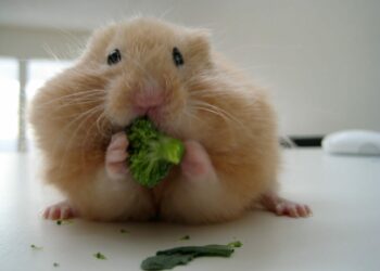 Quel aliment ne pas donner à un hamster ?