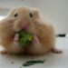 Quel aliment ne pas donner à un hamster ?