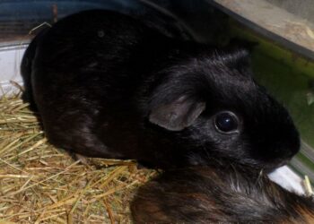 Quel aliment ne pas donner au cochon ?