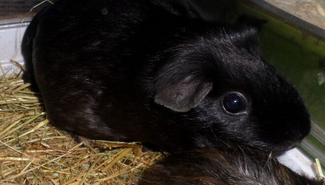 Quel aliment ne pas donner au cochon ?