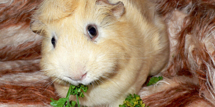 Quel aliment ne pas donner au cochon ?