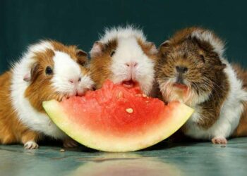 Quel aliment ne pas donner au cochon ?