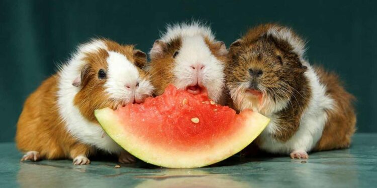 Quel aliment ne pas donner au cochon ?