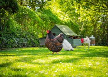 Quel aliment pour stimuler la ponte des poules ?