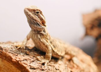 Quel amphibien pour debuter ?