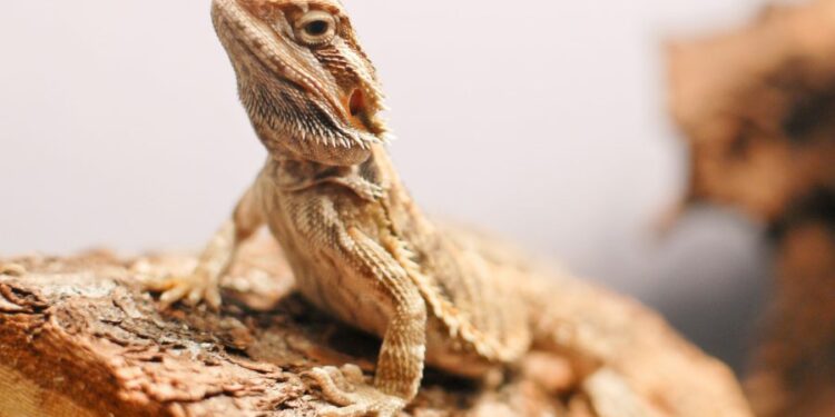 Quel amphibien pour debuter ?