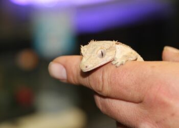 Quel amphibien pour debuter ?