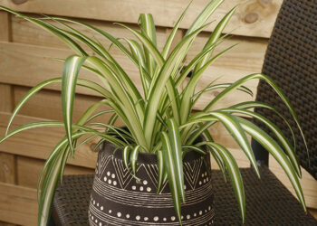 Quel ampoule pour faire pousser des plante intérieur ?