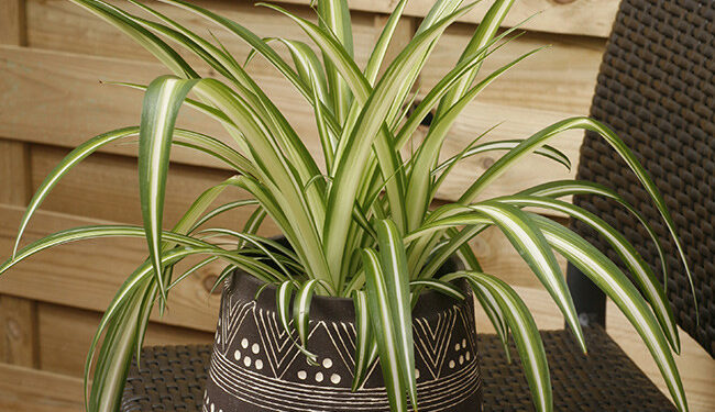 Quel ampoule pour faire pousser des plante intérieur ?