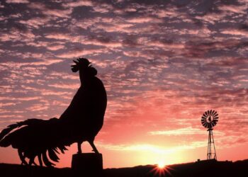 Quel animal Pupute ?