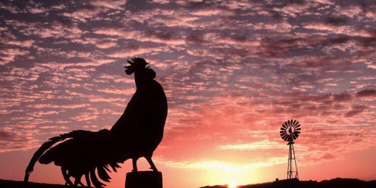 Quel animal Pupute ?