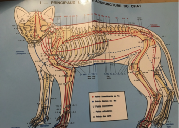 Quel animal a 7 estomac ?